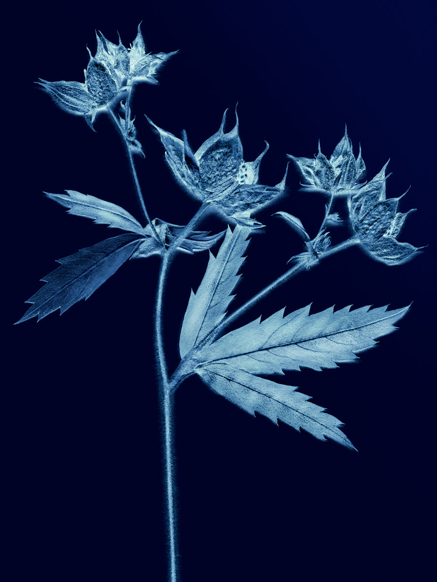 MIcrobioskin Botanical Cleanser - Roztayger