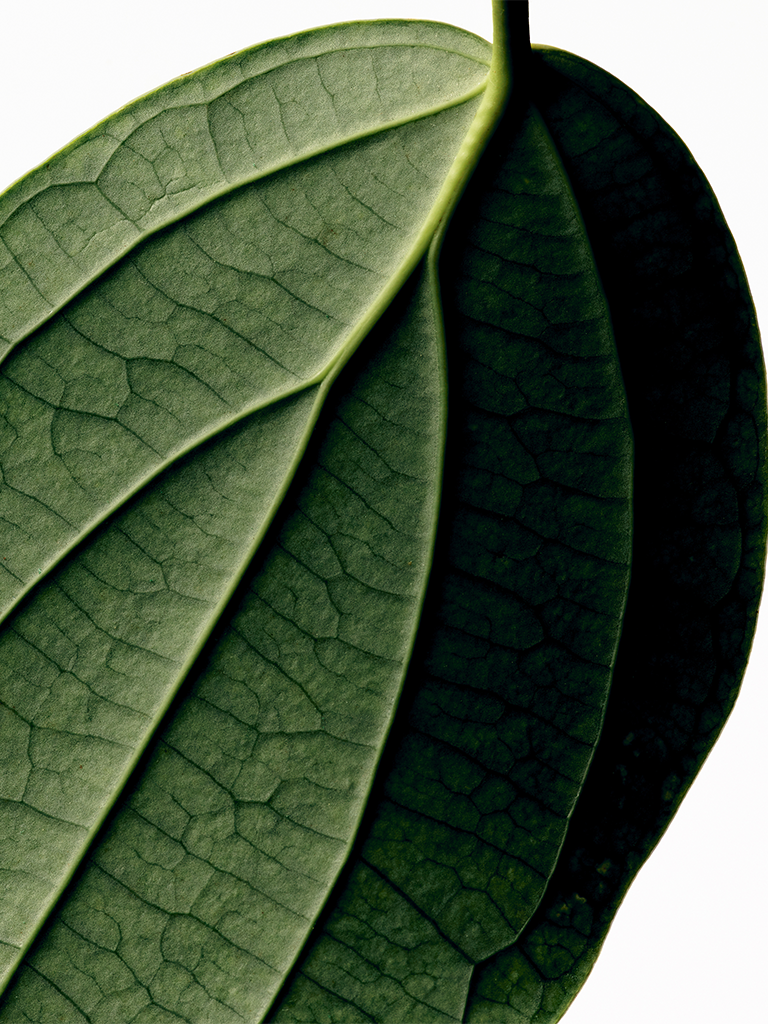 Aoki Botanical Body Oil - Roztayger